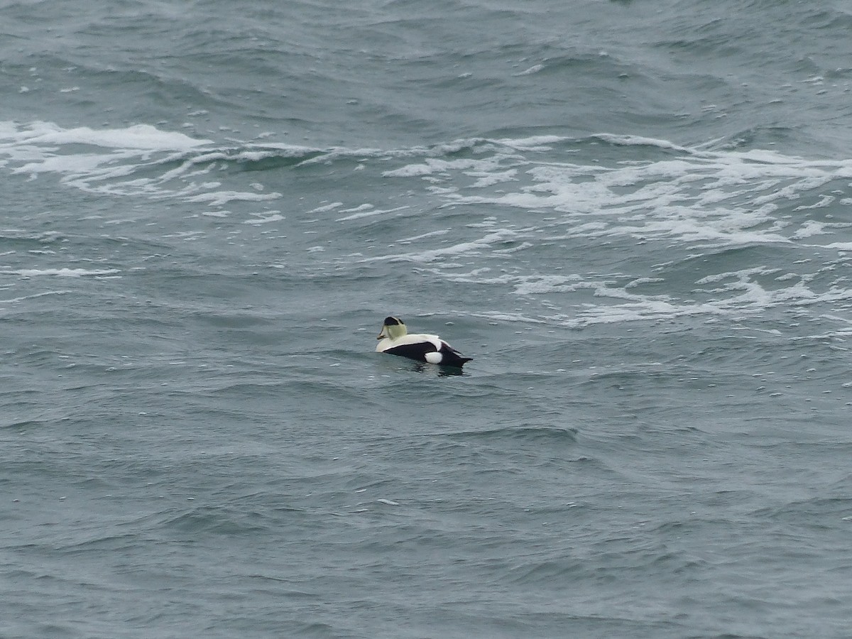 Common Eider - ML303492041