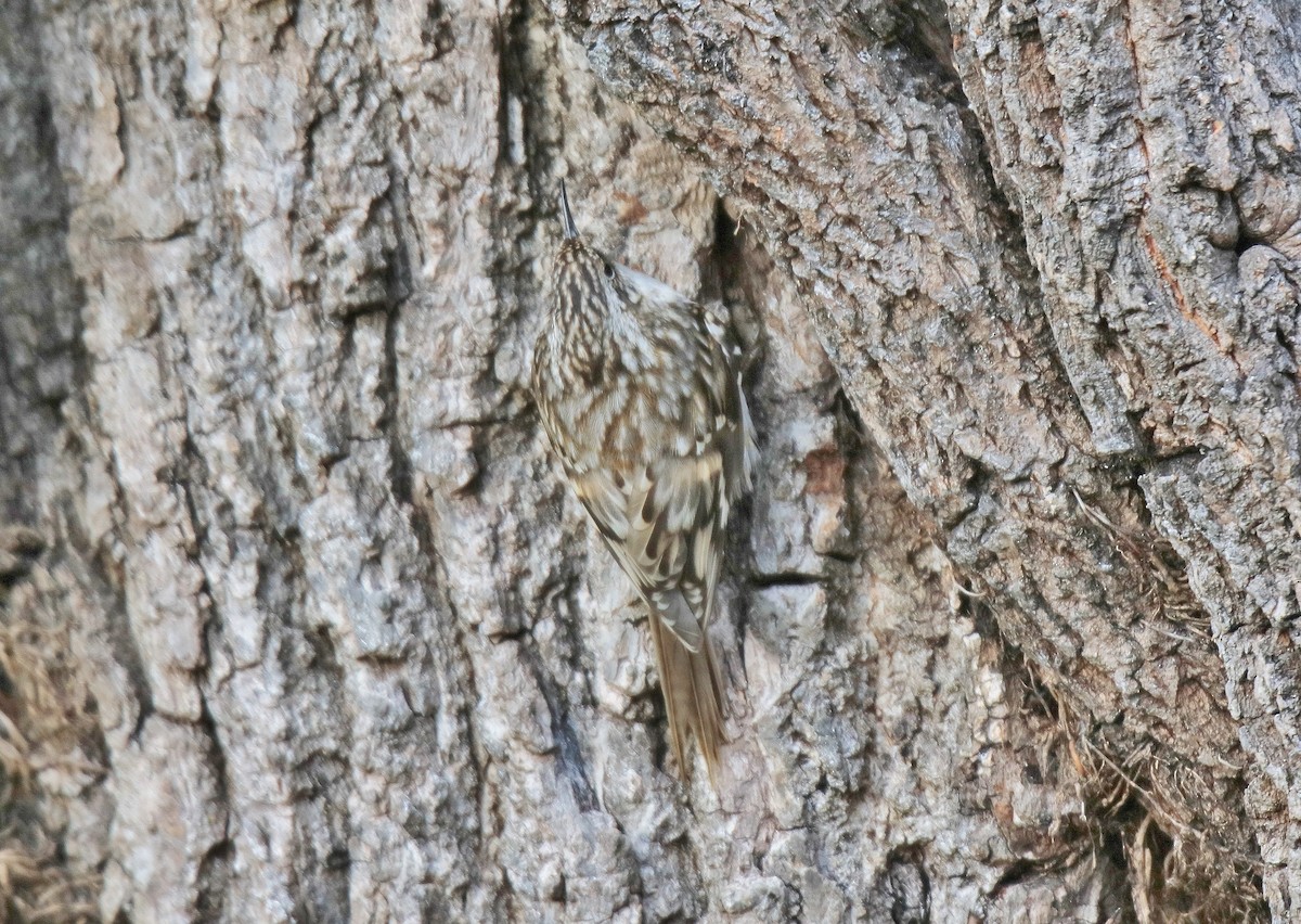 Brown Creeper - ML303492531