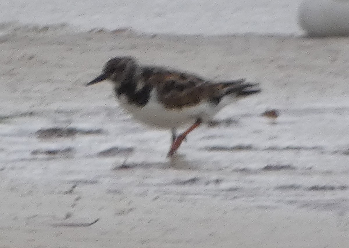 Ruddy Turnstone - ML303493291