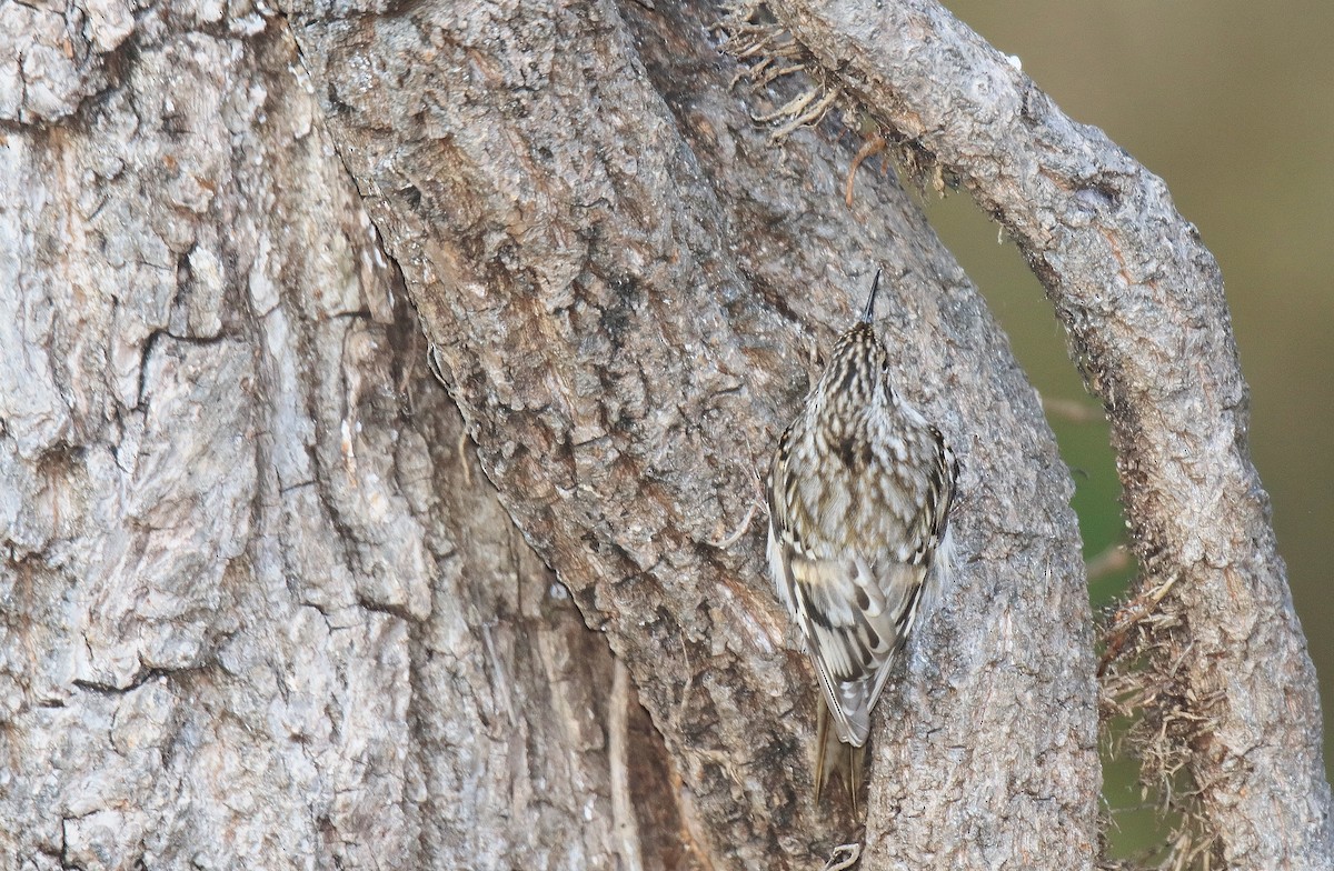 Brown Creeper - ML303494411