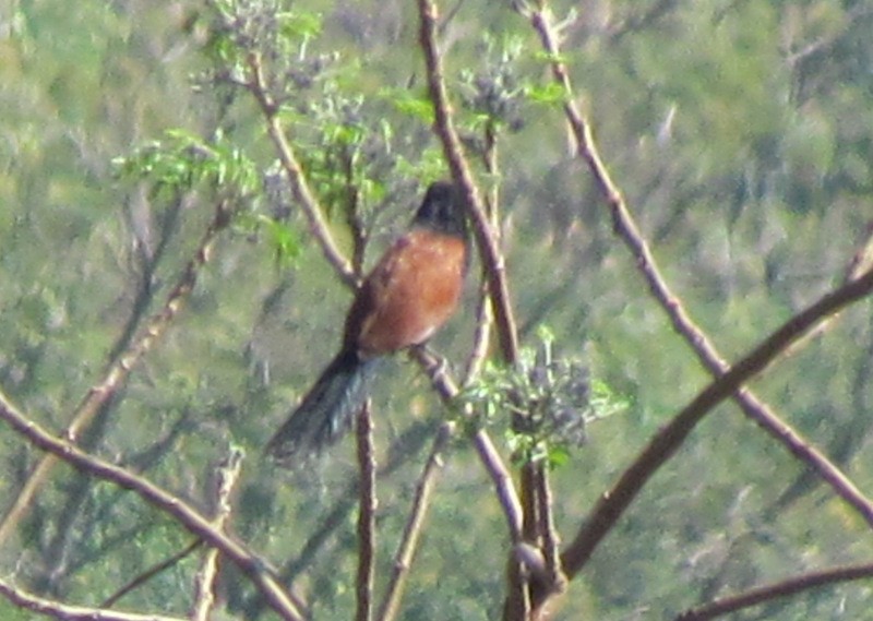 Greater Coucal - ML303495421