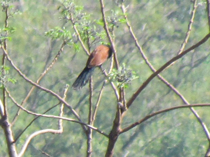 Greater Coucal - ML303495431