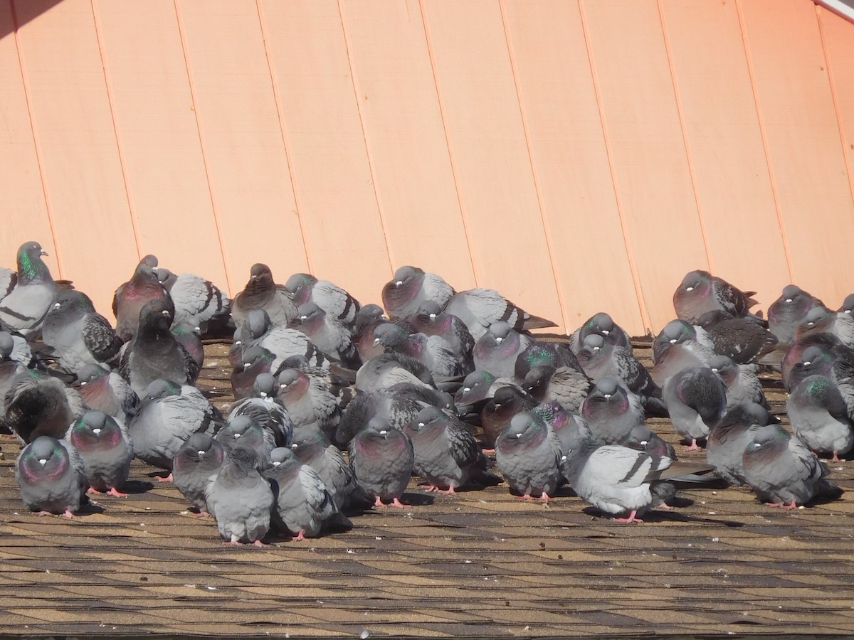 Rock Pigeon (Feral Pigeon) - LynnErla Beegle