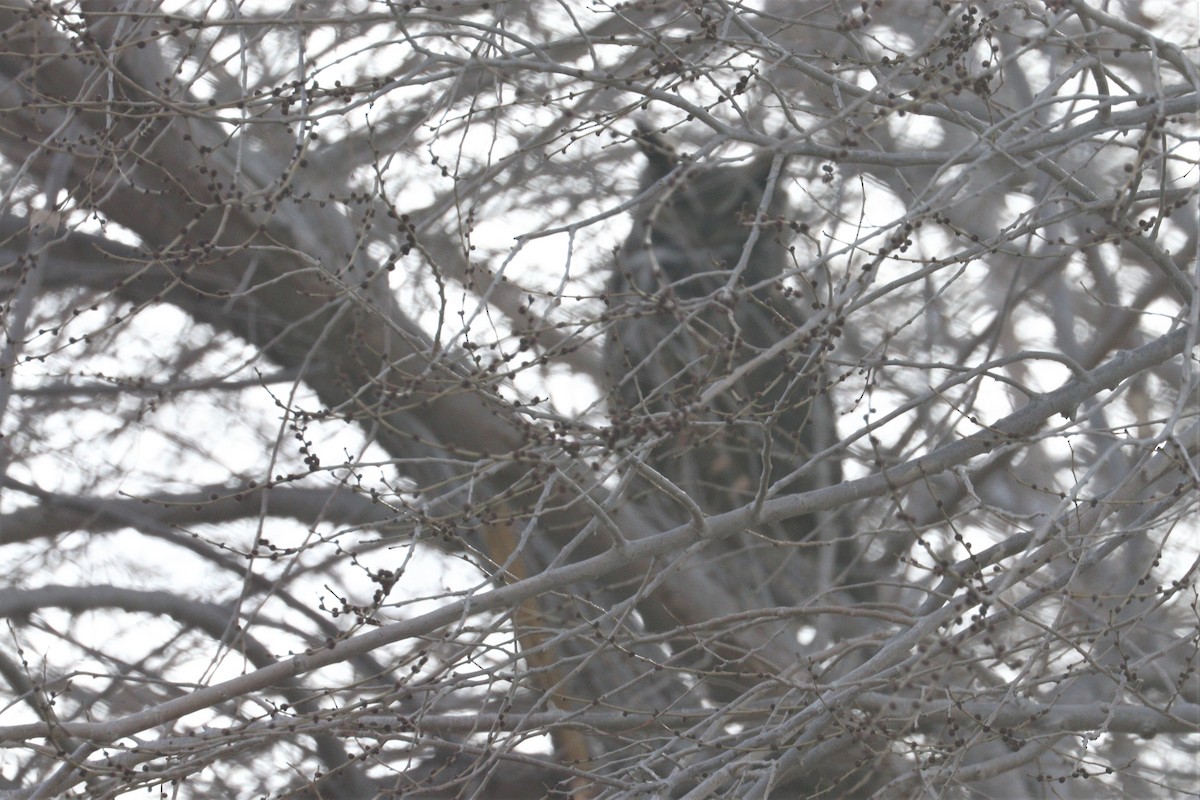 Great Horned Owl - ML303495821