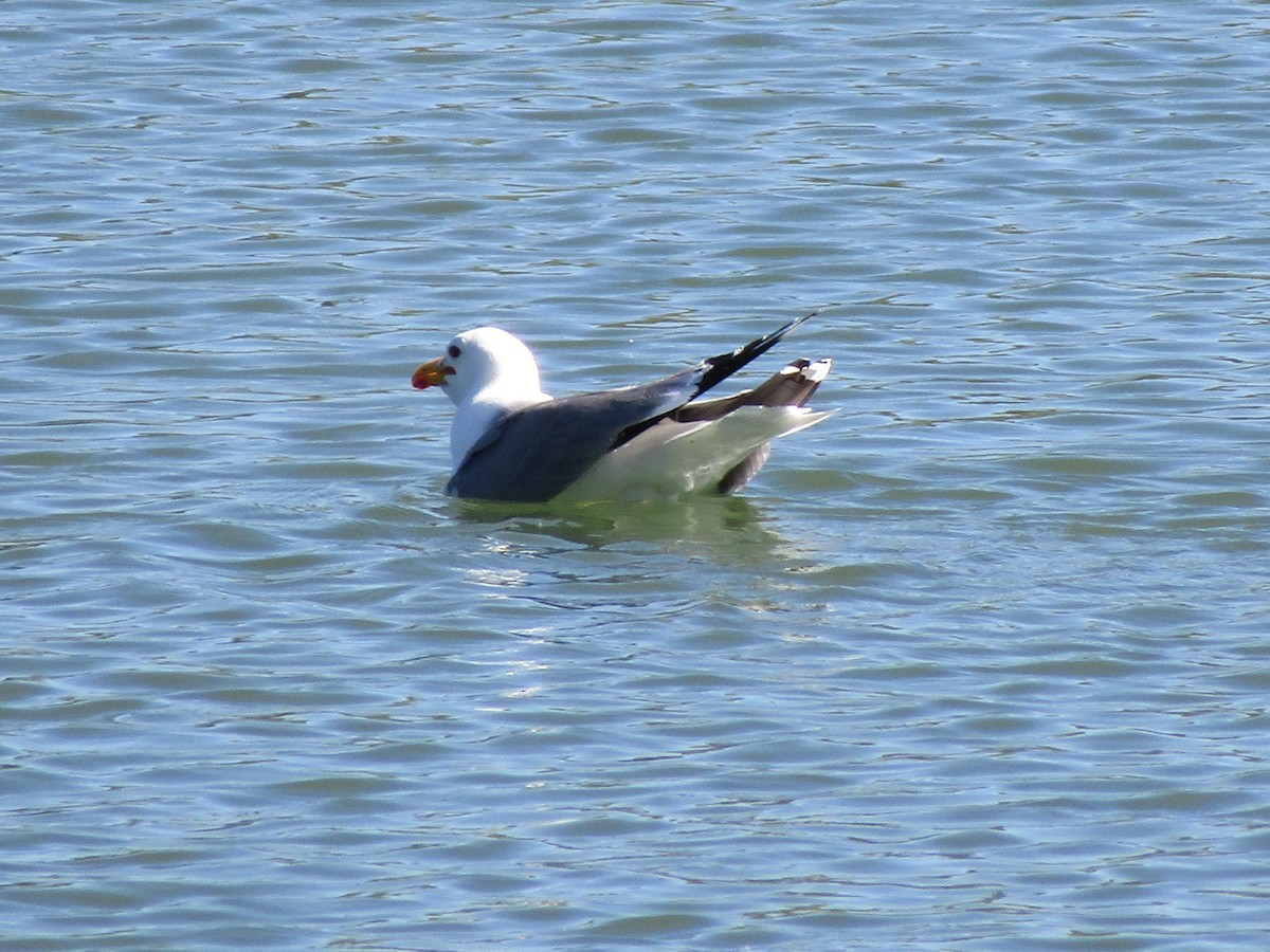 California Gull - ML303497111