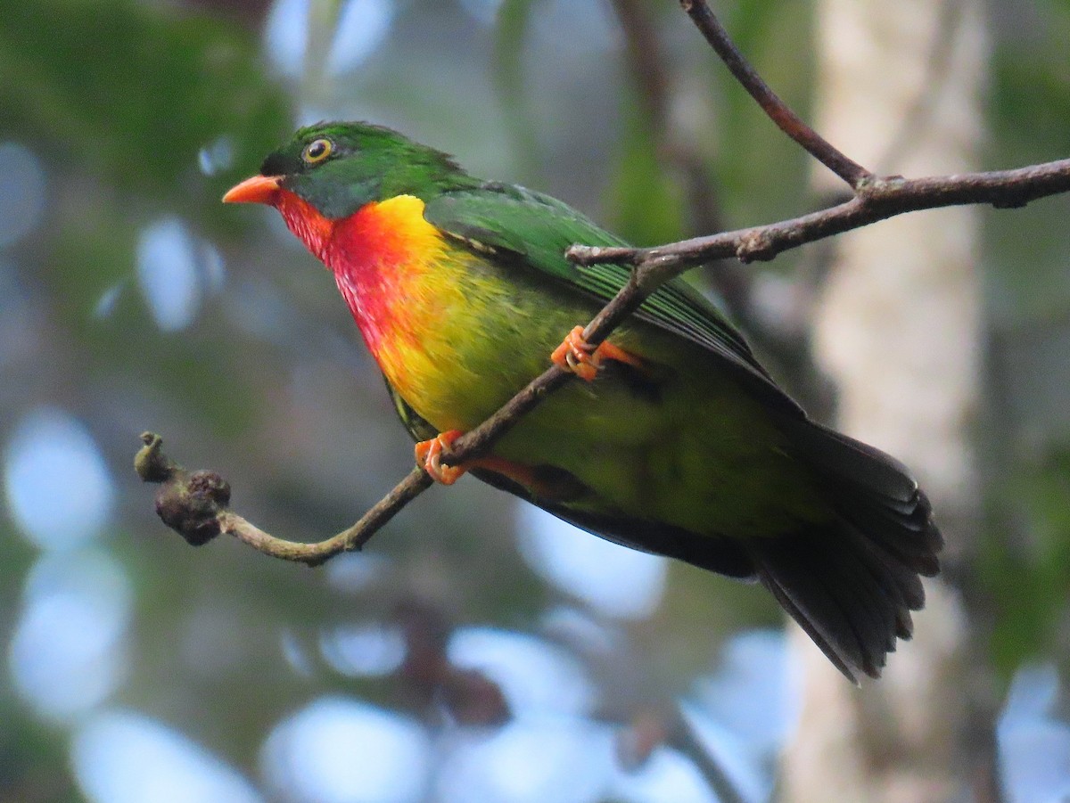 Scarlet-breasted Fruiteater - ML303498611