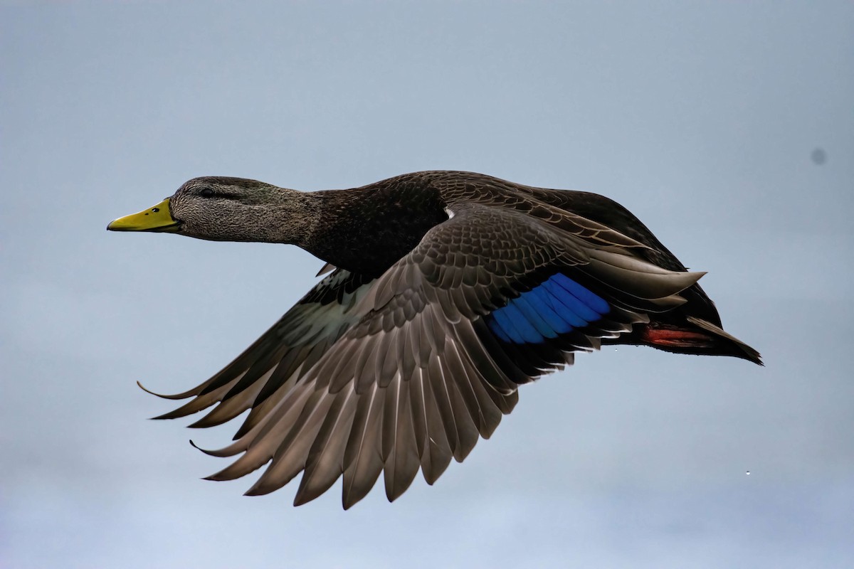 American Black Duck - ML303499401