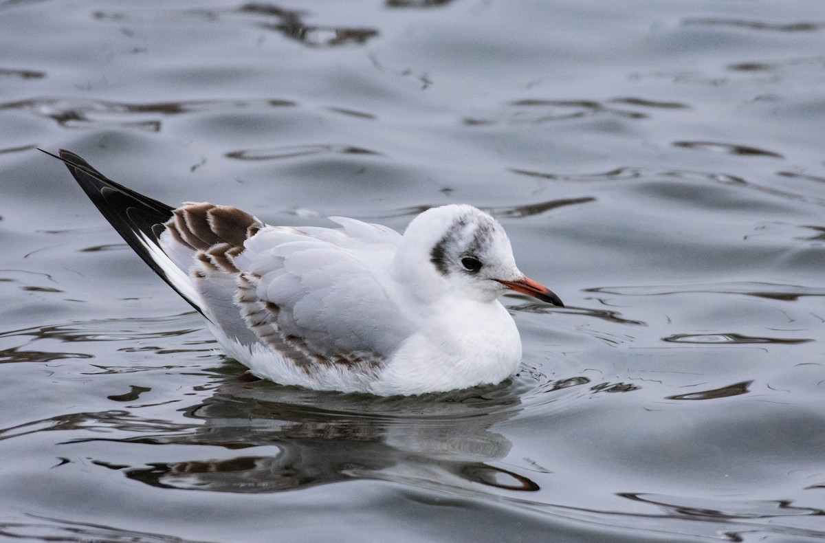 Black-headed Gull - Megan Buers