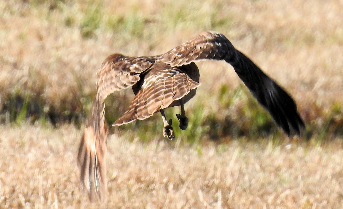 Red-shouldered Hawk - ML303501721