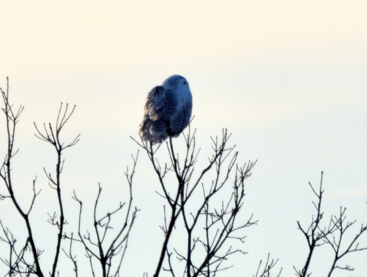 Snowy Owl - Tom Long