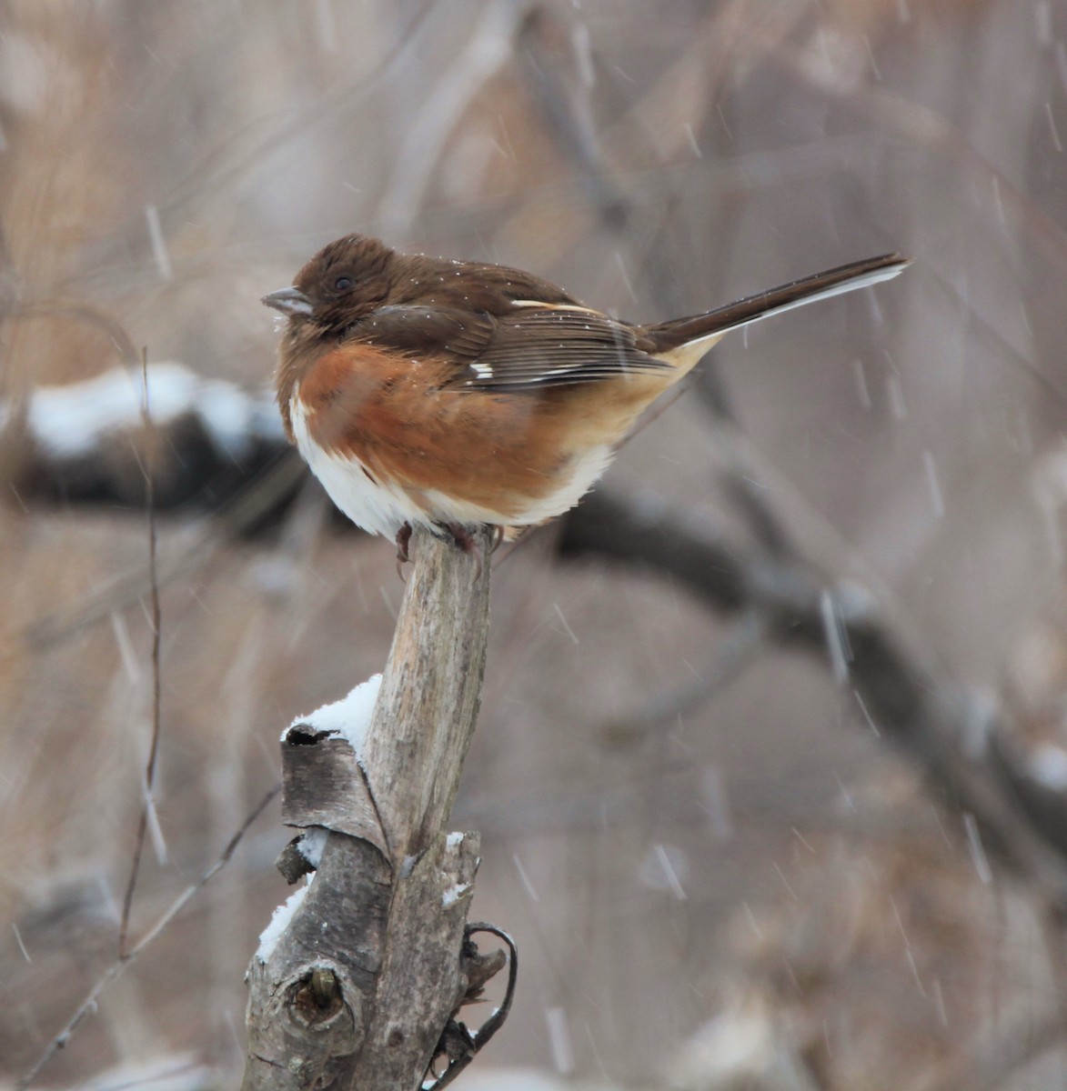 Eastern Towhee - David Woodhouse