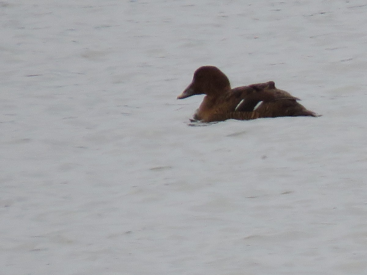 Common Eider - ML303506401