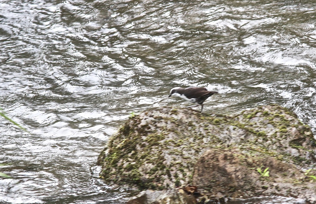 White-capped Dipper - ML303506501