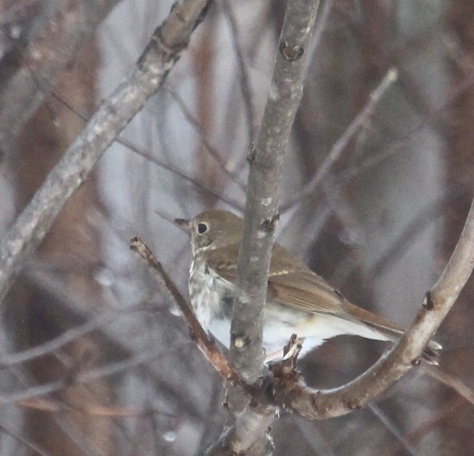 Hermit Thrush (faxoni/crymophilus) - ML303506801