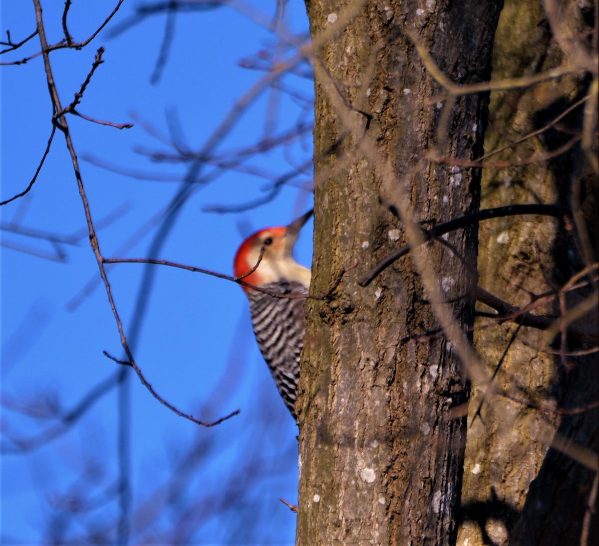 Red-bellied Woodpecker - Chris Haddon