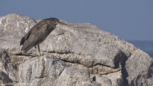 Black-crowned Night Heron - ML303510241