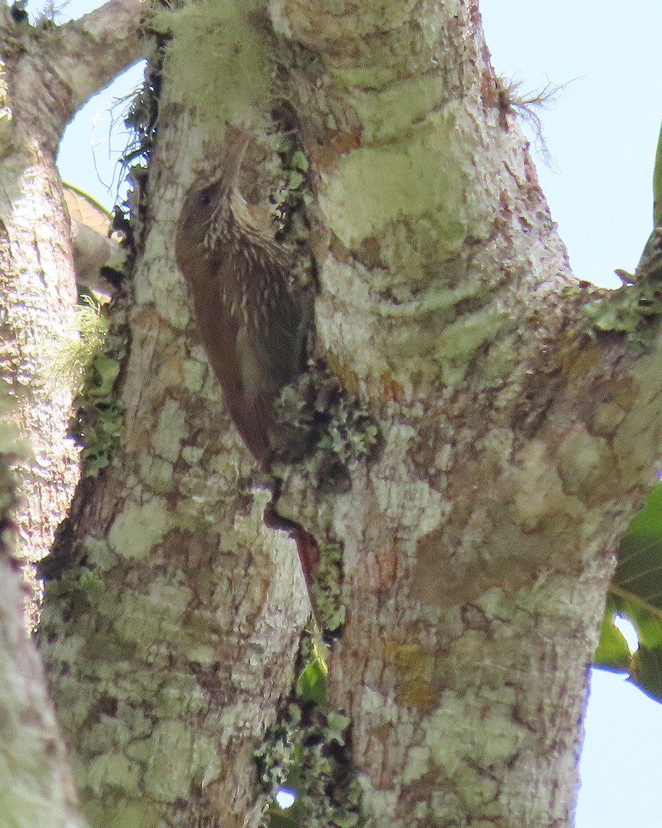 Inambari Woodcreeper - ML303511271