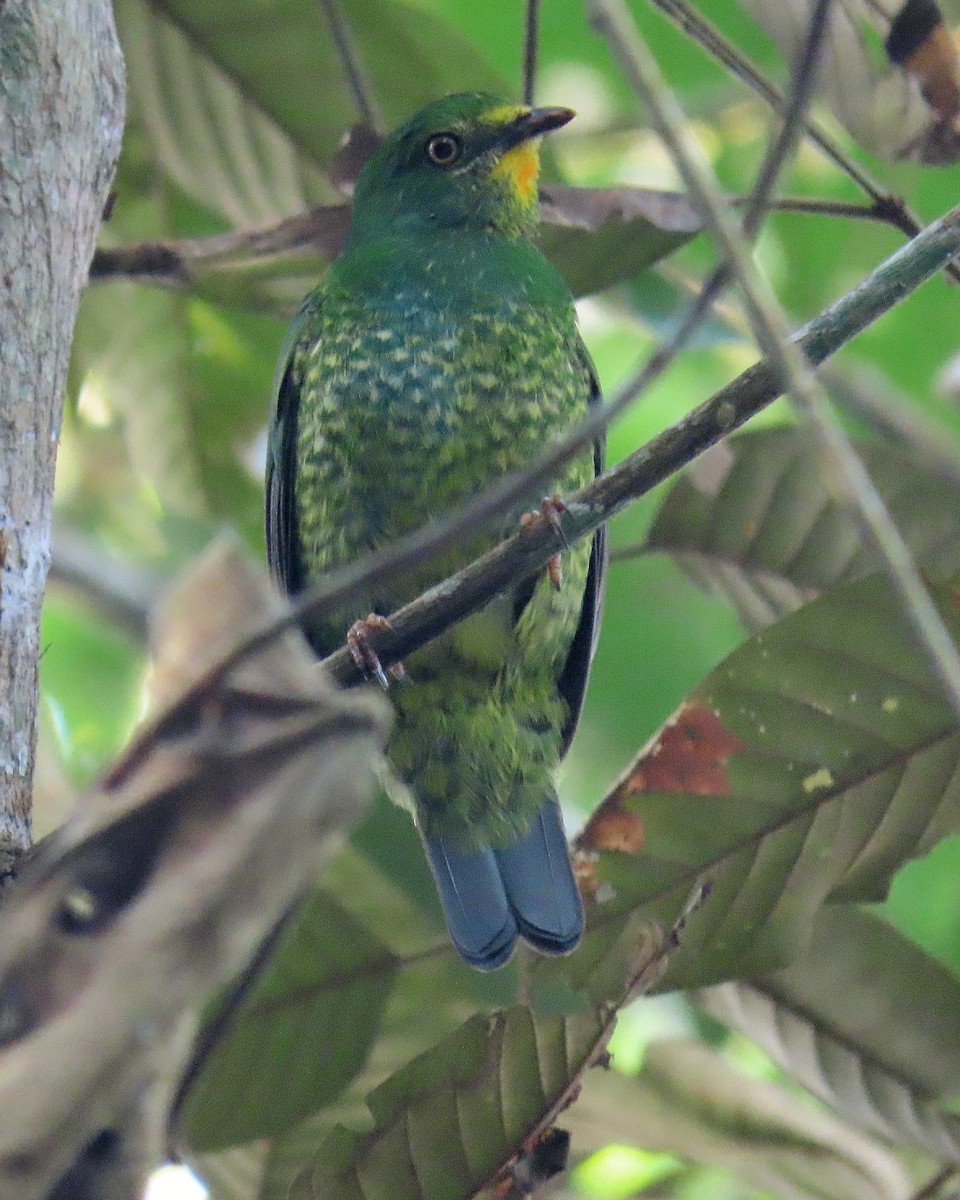 Scarlet-breasted Fruiteater (frontalis) - Àlex Giménez