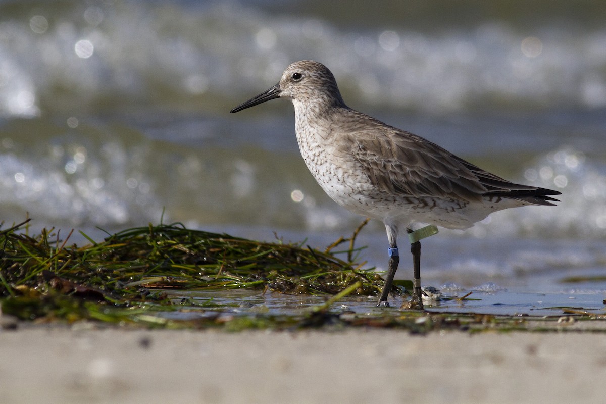 Red Knot - ML303511811