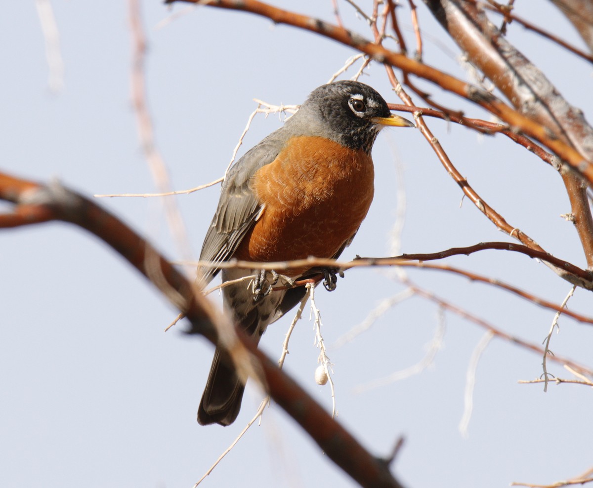 American Robin - ML303512811
