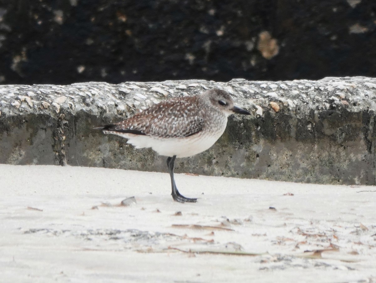 Black-bellied Plover - ML303512911