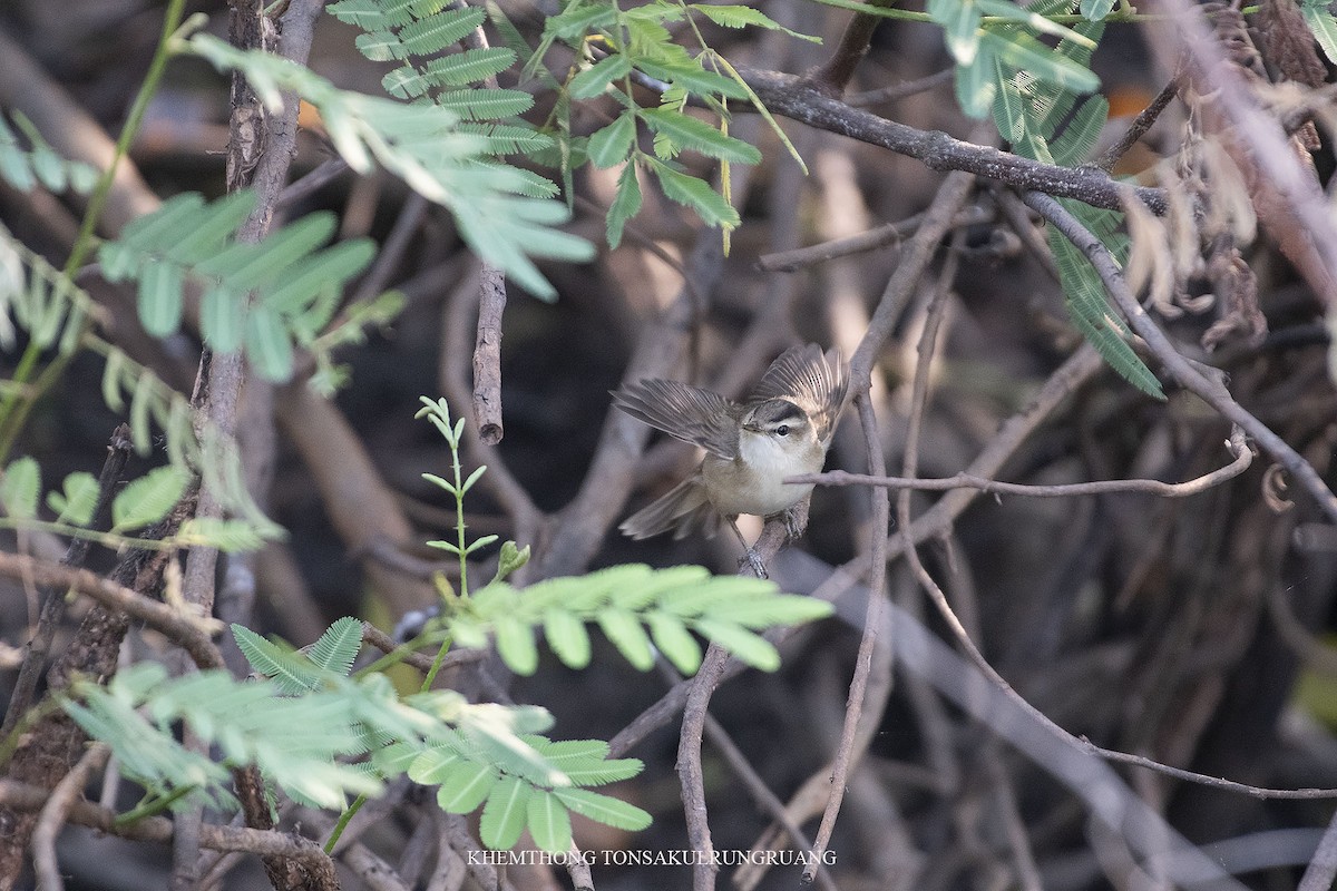 Black-browed Reed Warbler - ML303516851