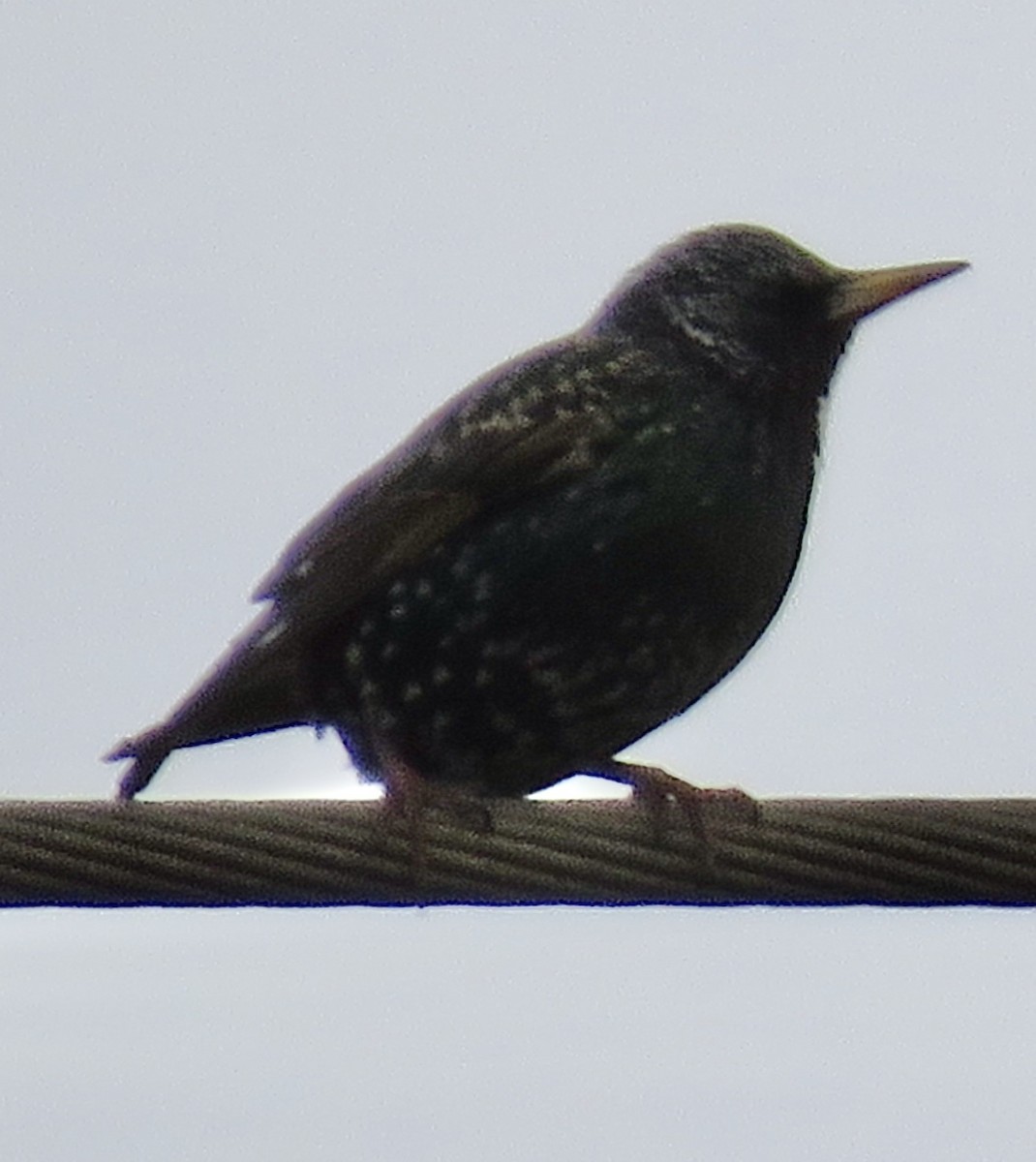 European Starling - ML303517111