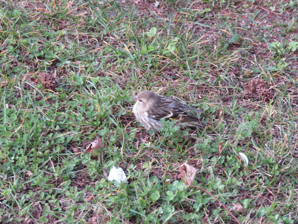 Pine Siskin - ML303517291