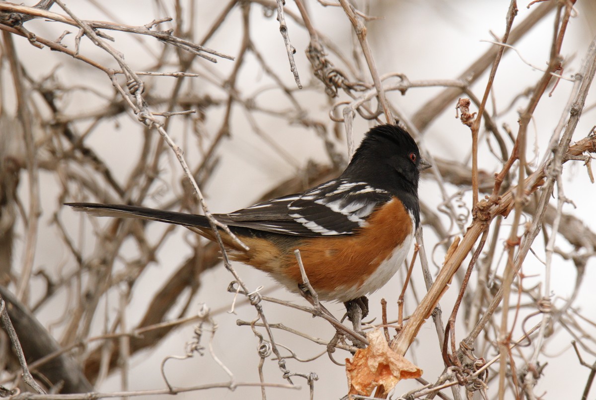 Spotted Towhee - ML303518291