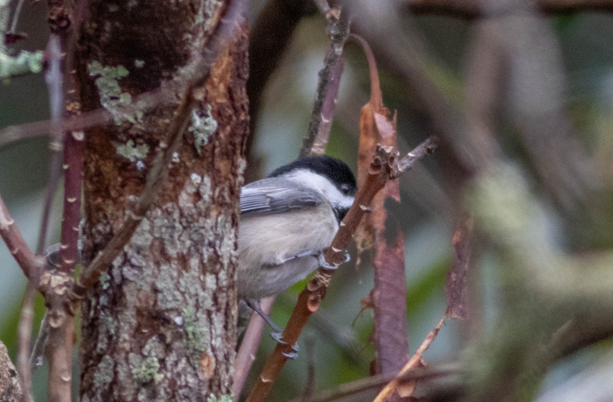 Carolina Chickadee - ML303518451