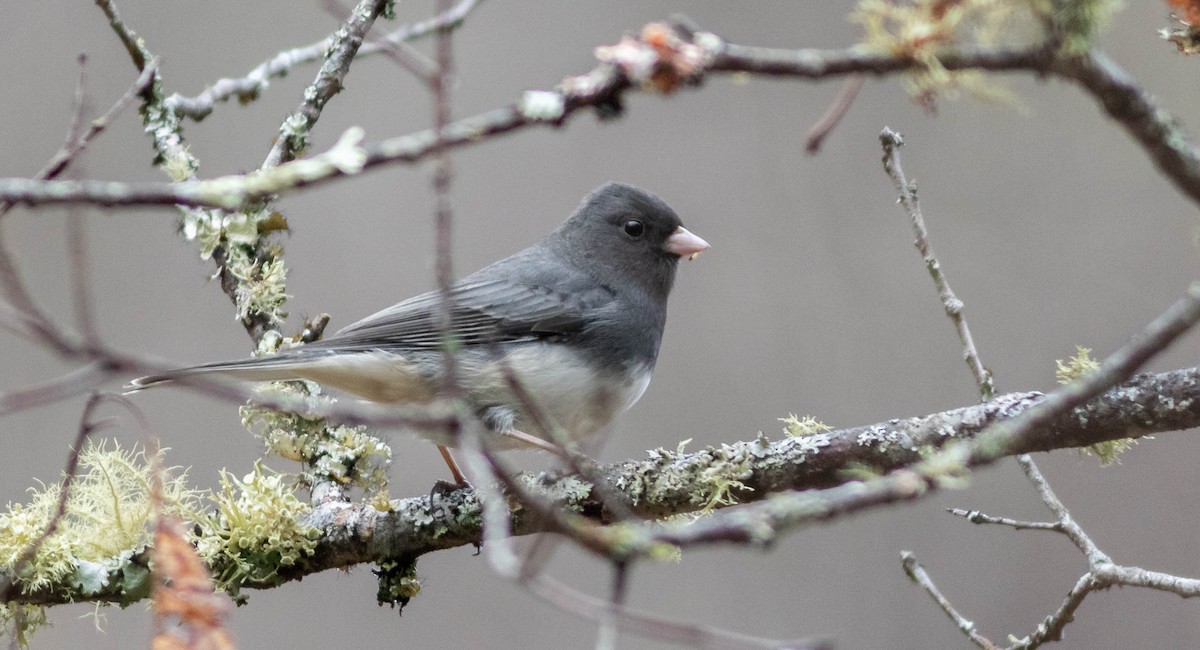 Dark-eyed Junco - ML303518511