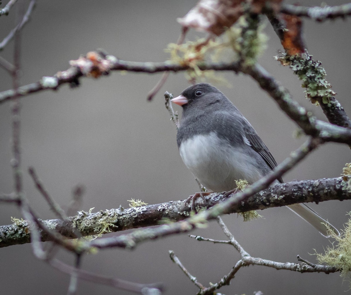 Dark-eyed Junco - ML303518521