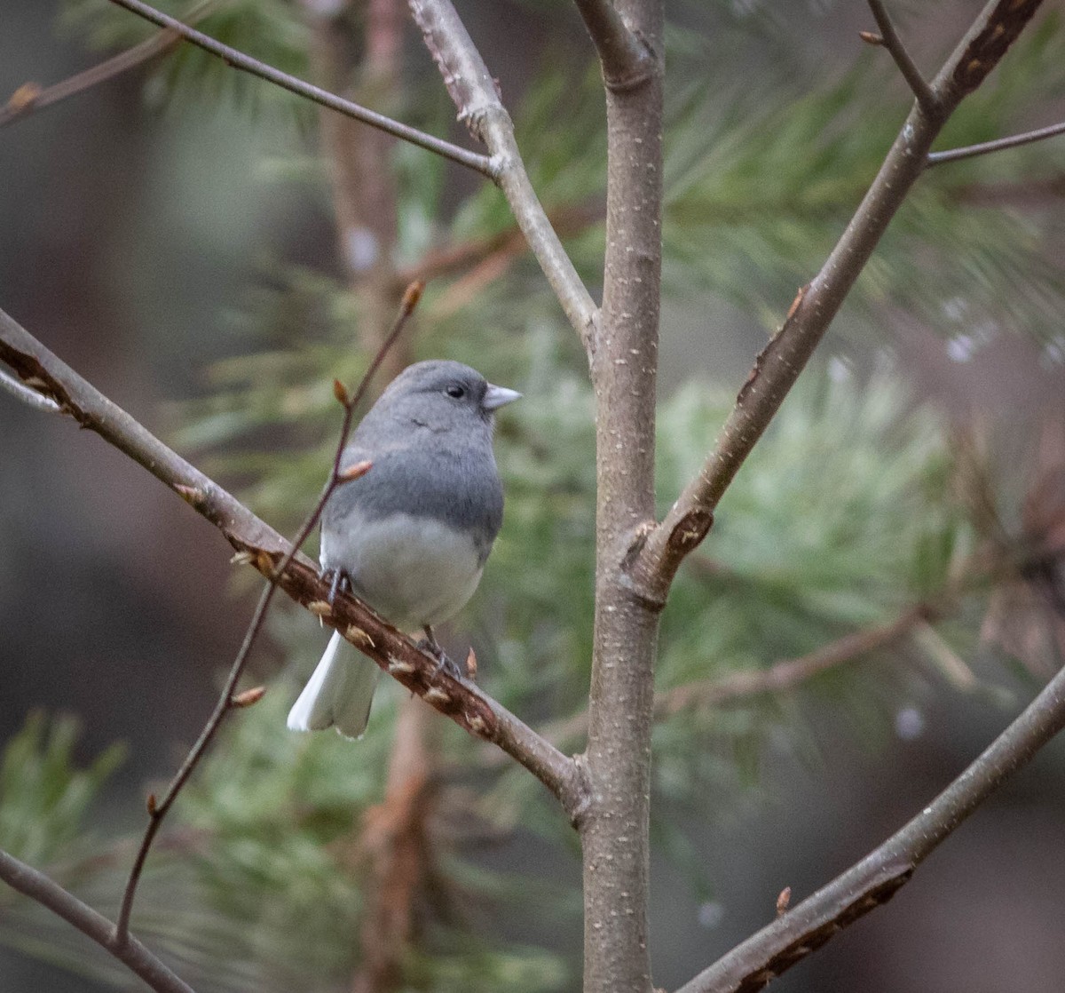 Dark-eyed Junco - ML303518531