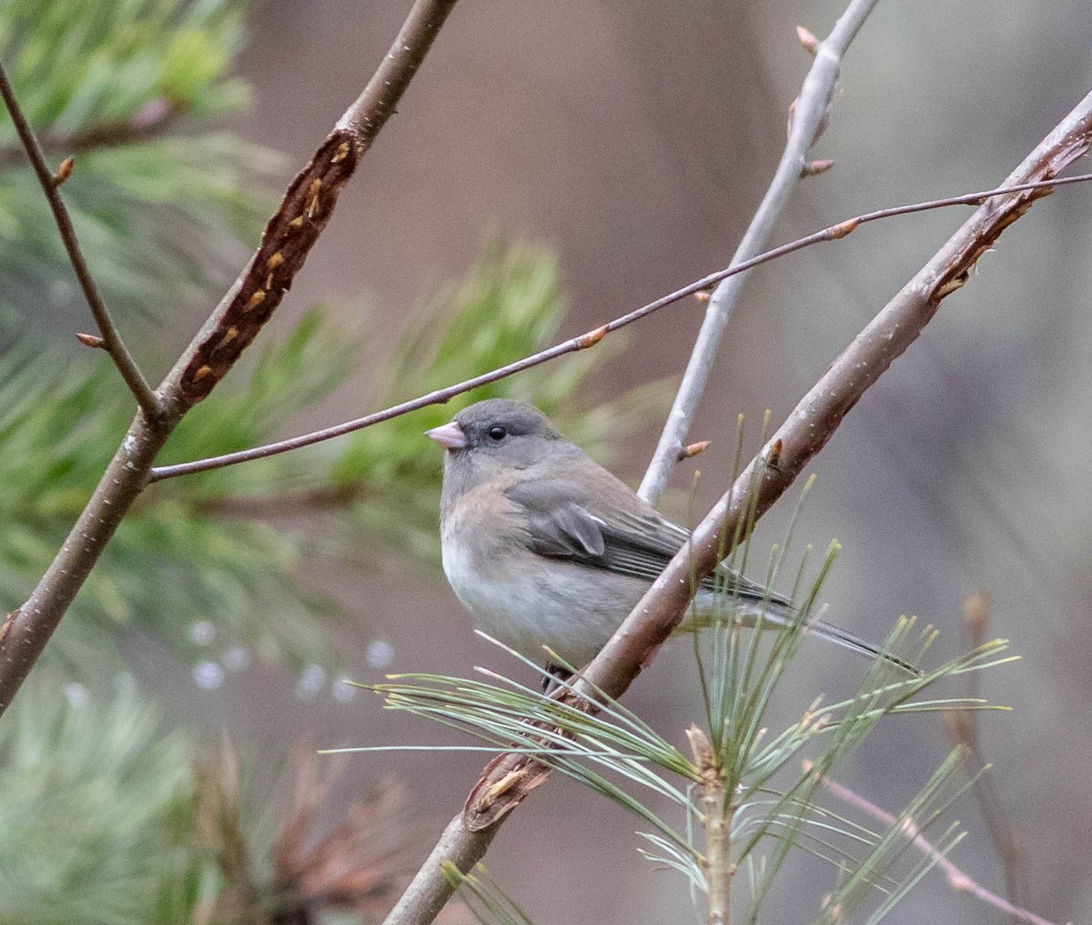 Dark-eyed Junco - ML303518551