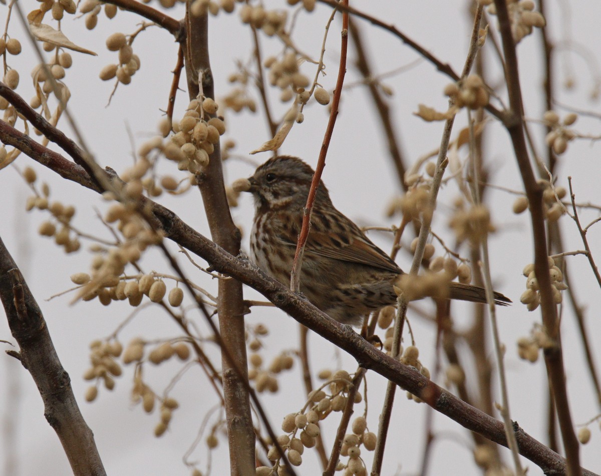 Song Sparrow - ML303519701