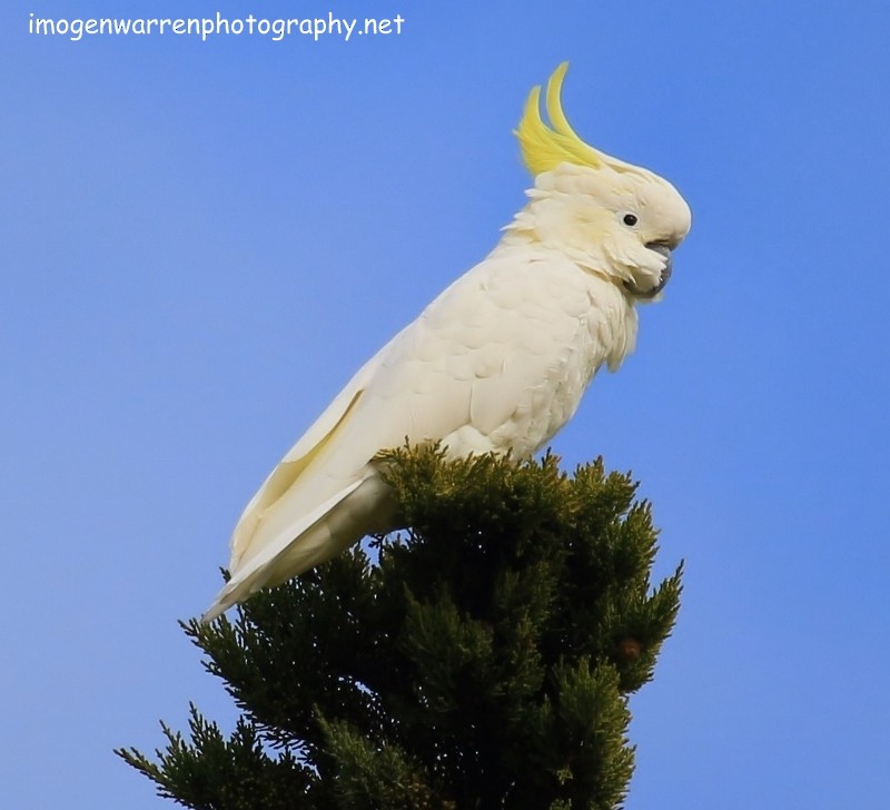 Sulphur-crested Cockatoo - ML30352201