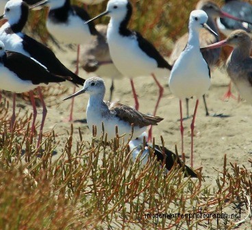 Common Greenshank - Imogen Warren