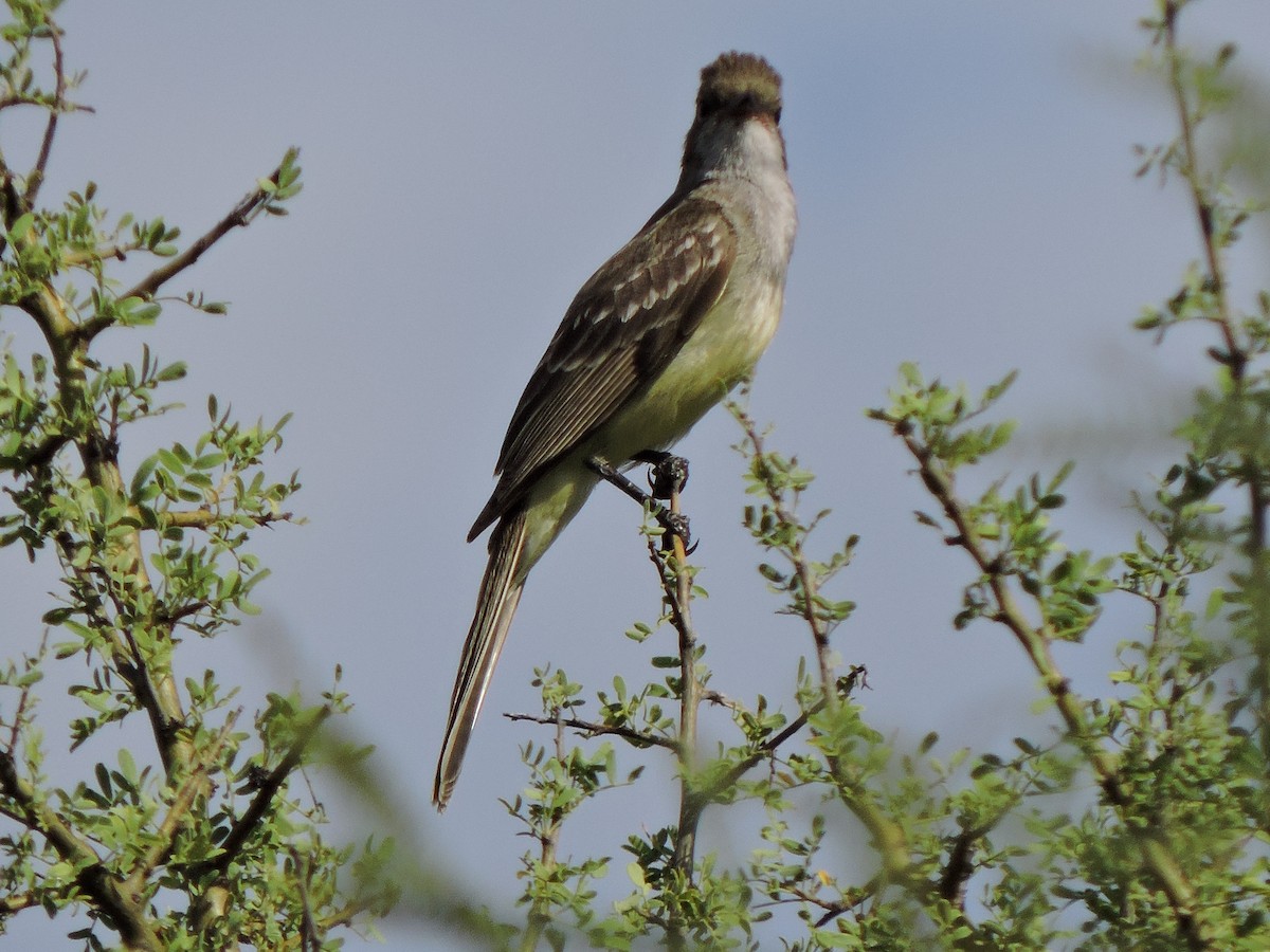 Large Elaenia - Mónica  Cobelli