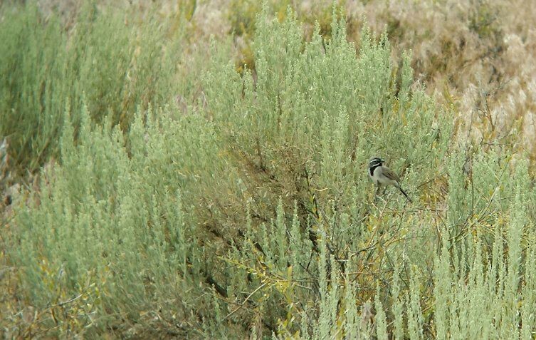 Black-throated Sparrow - ML30352341