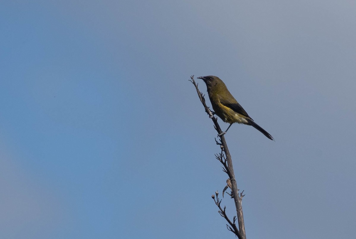 New Zealand Bellbird - ML303525171