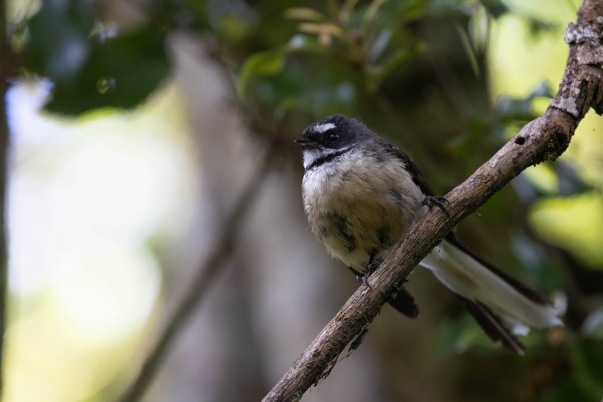 New Zealand Fantail - ML303525211