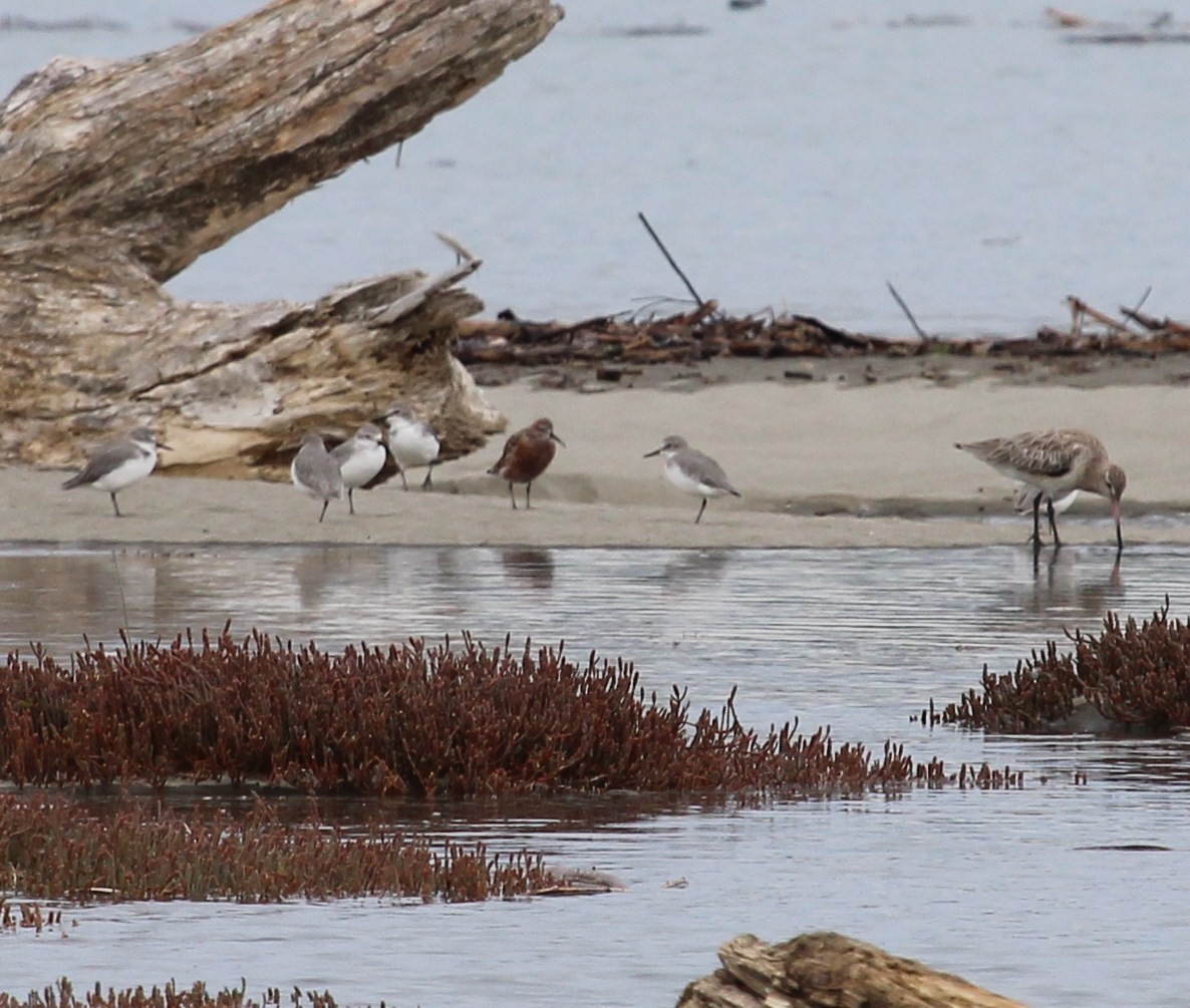 Curlew Sandpiper - ML30352701