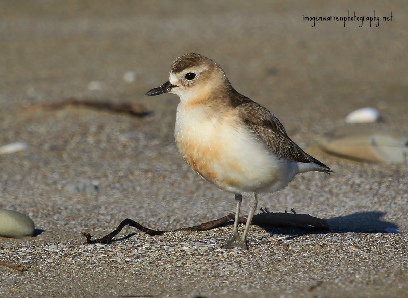 Red-breasted Dotterel - ML30352801