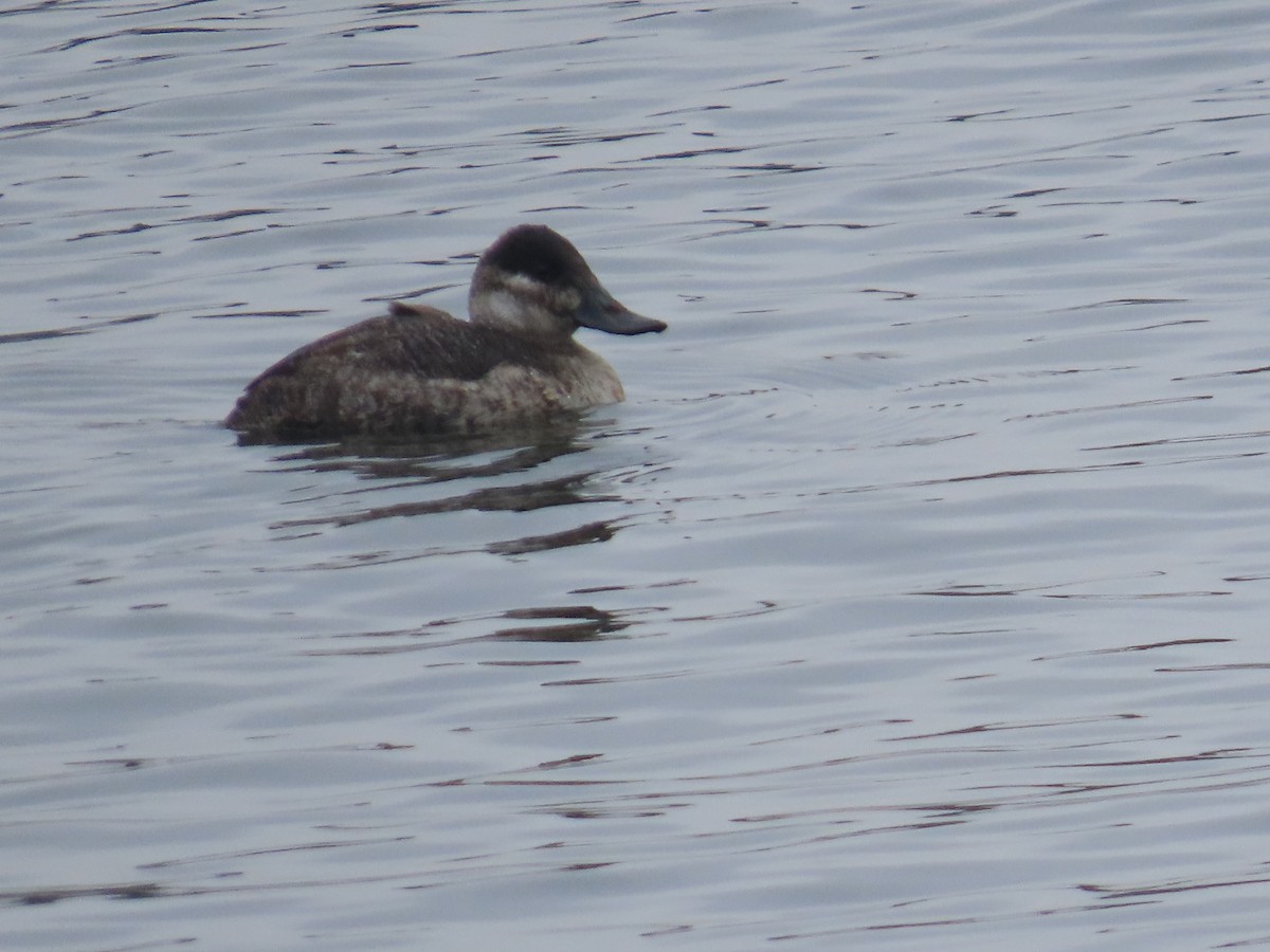 Ruddy Duck - Olivia Wilson