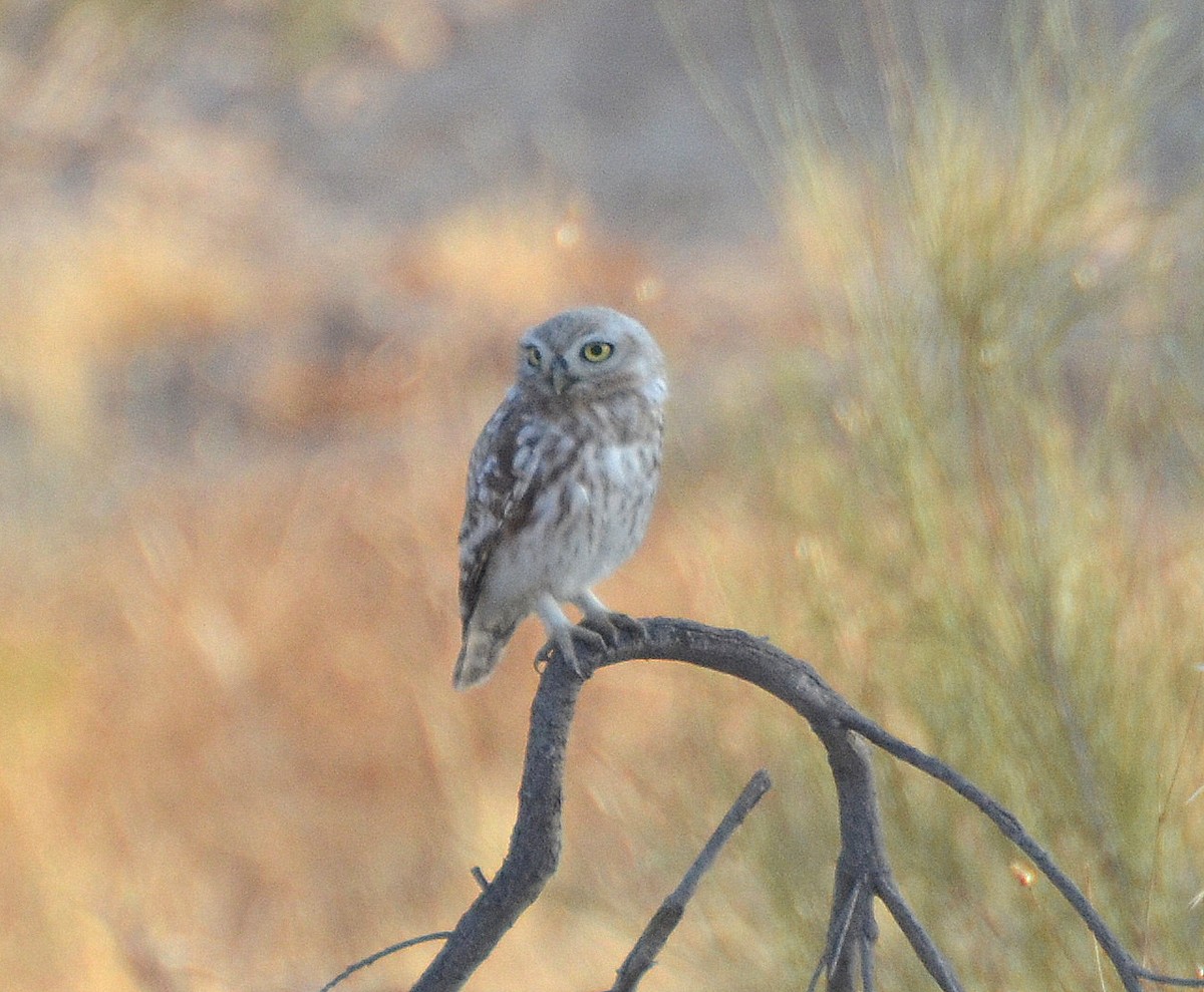 Little Owl (Lilith) - ML30353331