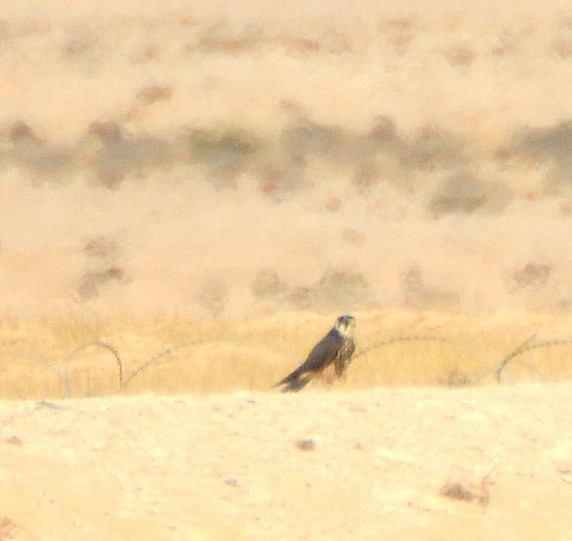 בז עצים - ML30353351