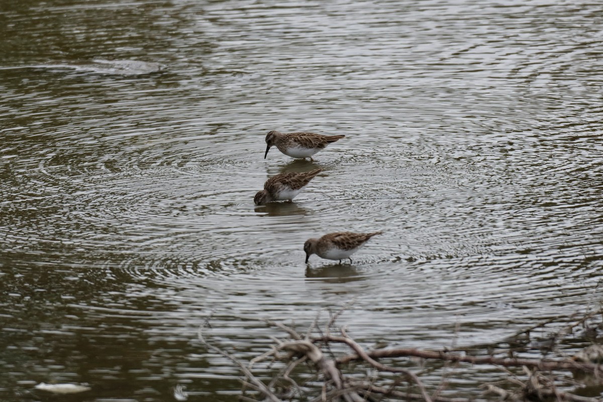 Least Sandpiper - ML303533801