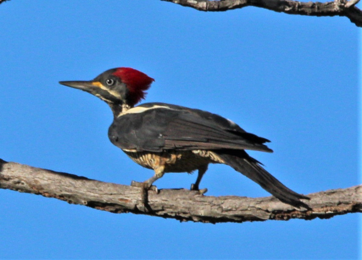 Lineated Woodpecker - ML303534221