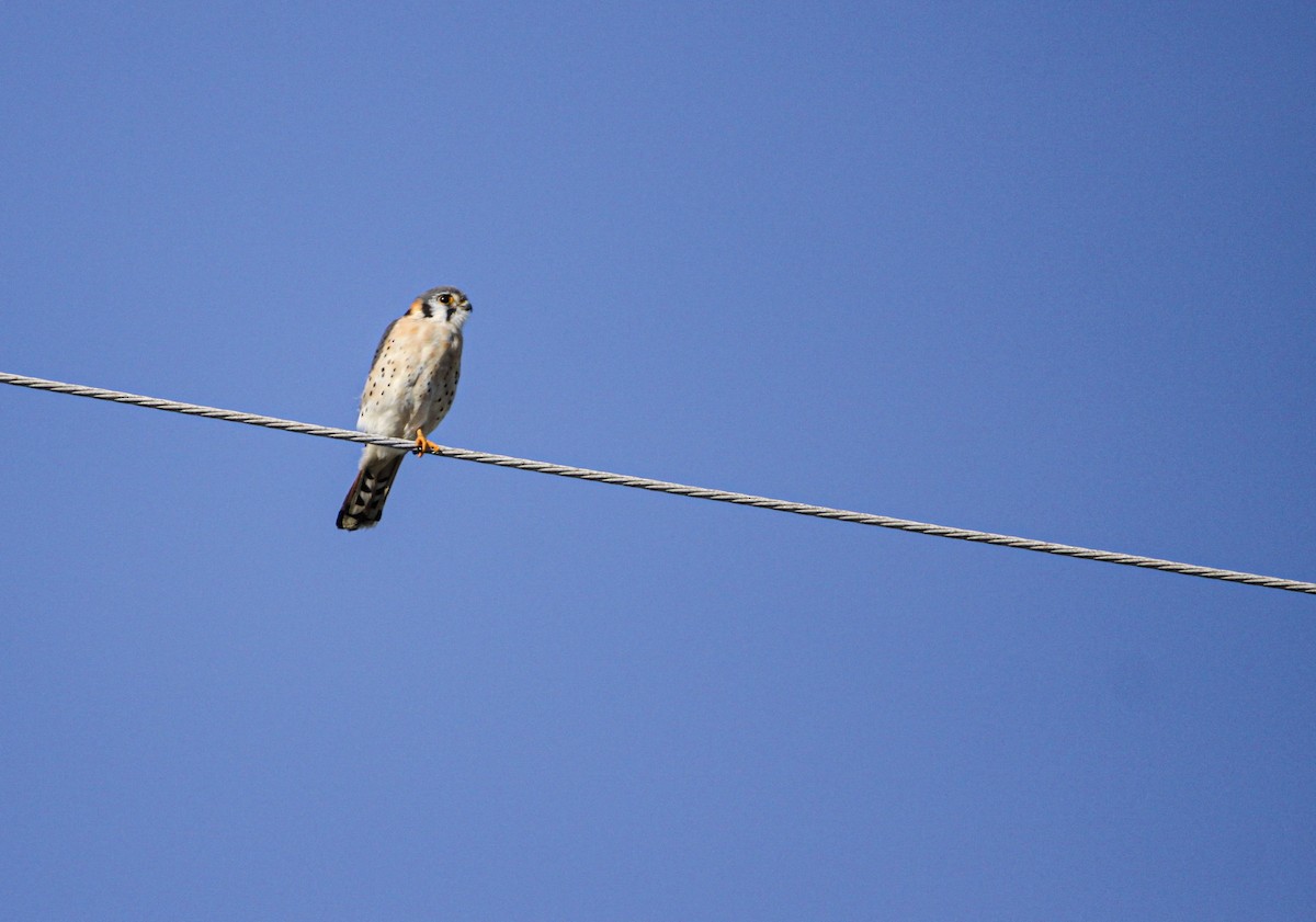 American Kestrel - ML303534921