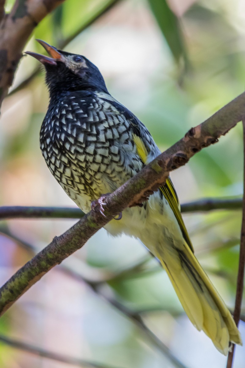 Regent Honeyeater - Michael van Kempen